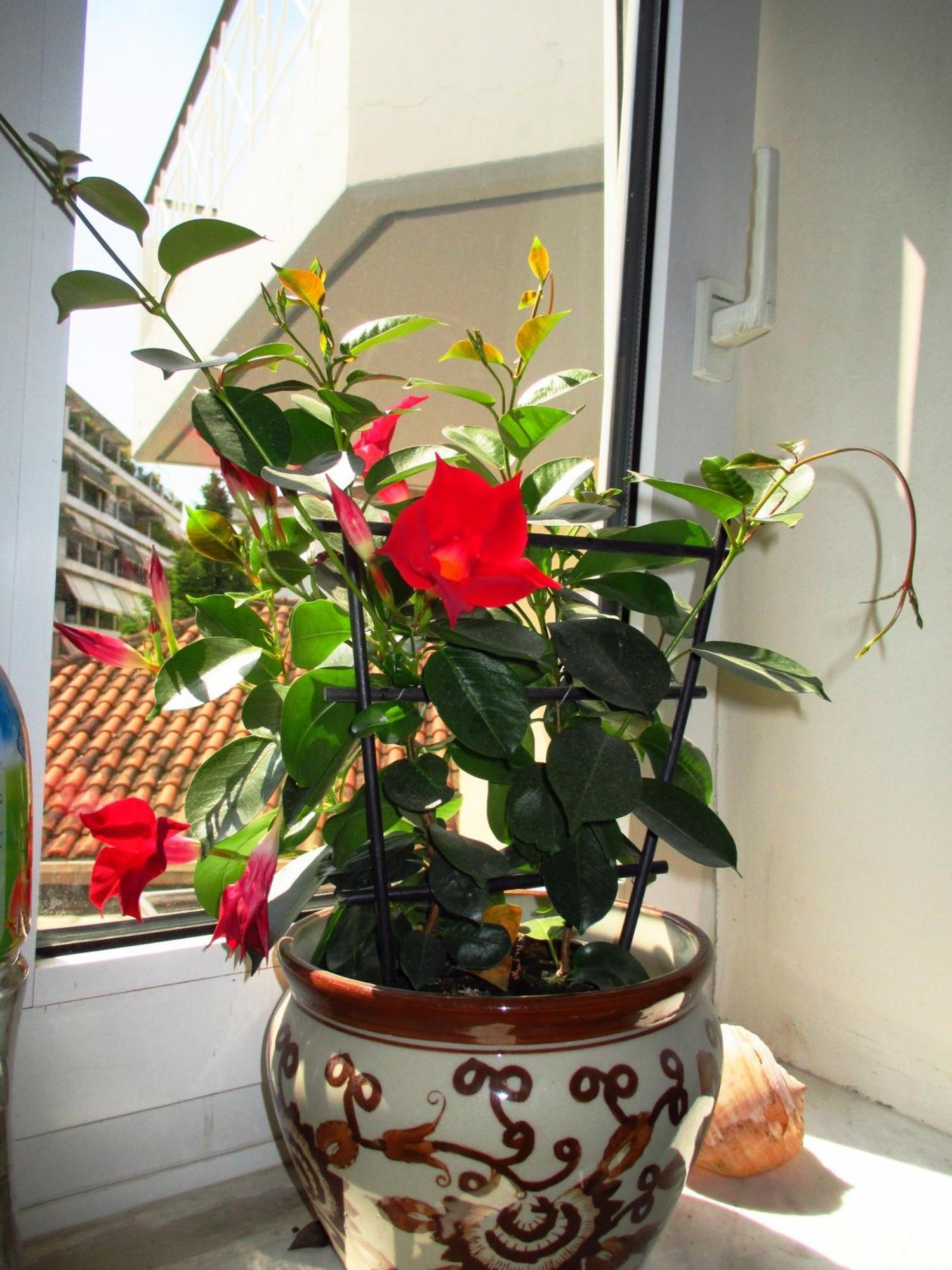 Nomads Rooms ตริกาลา ภายนอก รูปภาพ